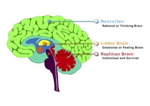 Reptilian Brain vs Neocortex:
