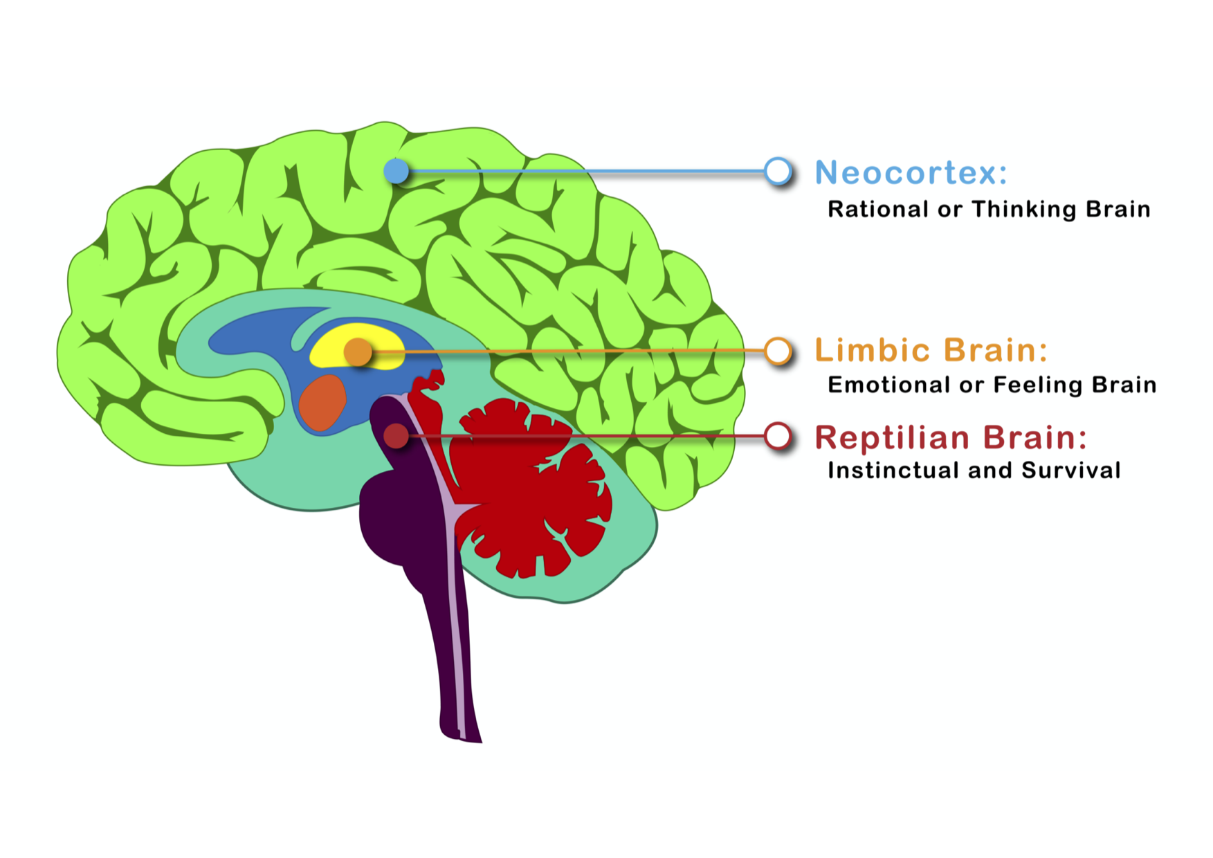 Reptilian Brain vs Neocortex:
